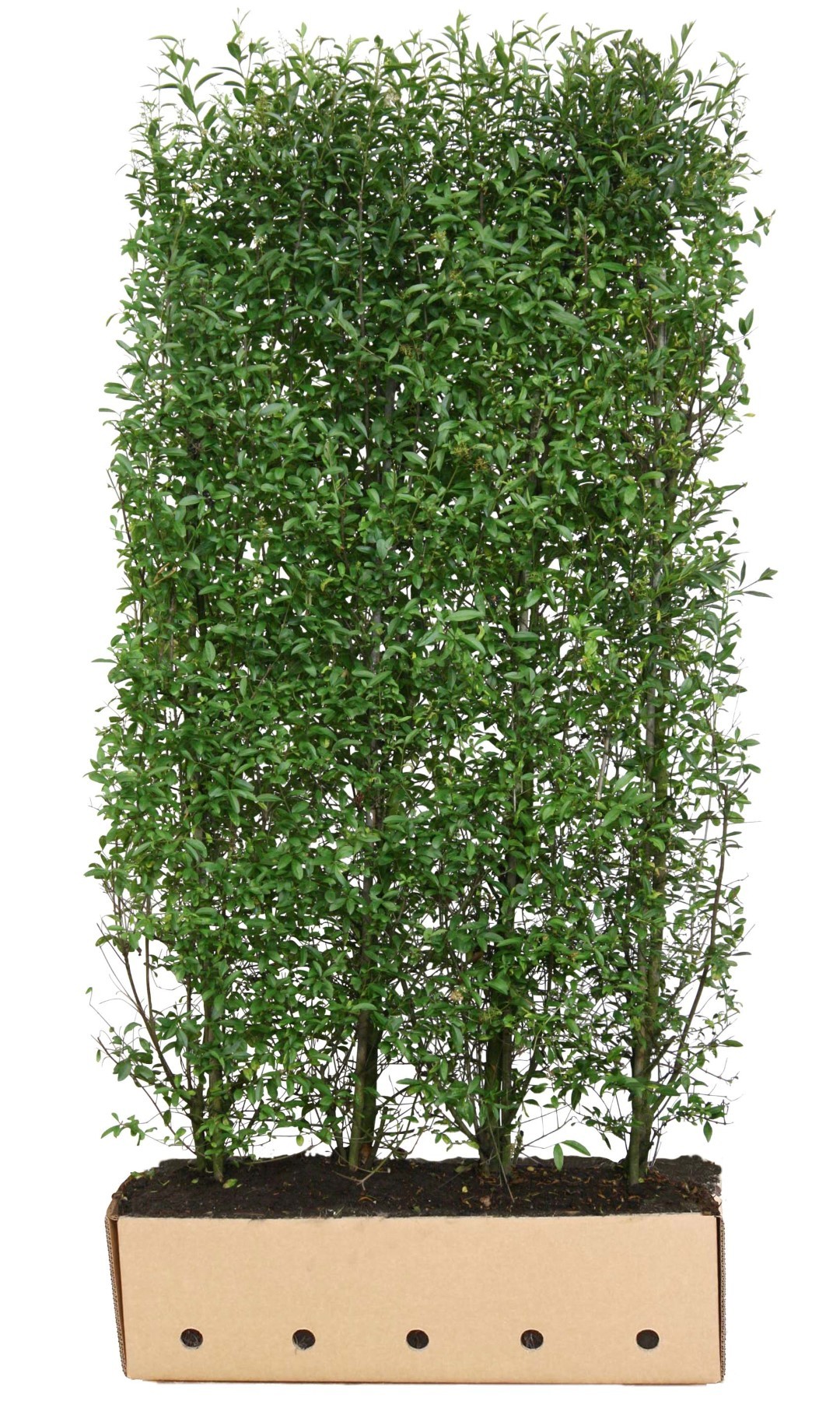 Ligustrum vulgare atrovirens 200 cm