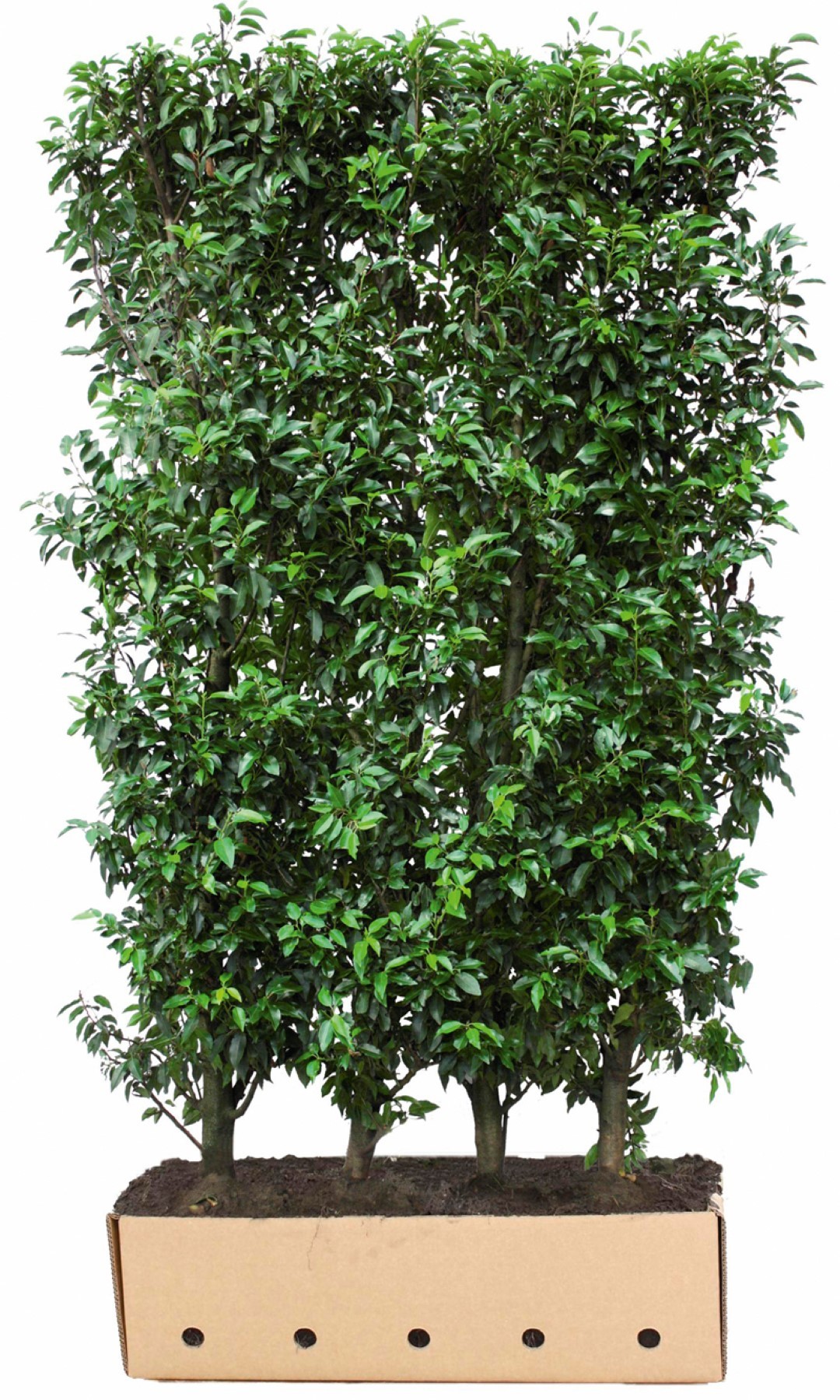 Kant & klaar haag Prunus lusitanica Angustifolia 150 x 100 cm breed