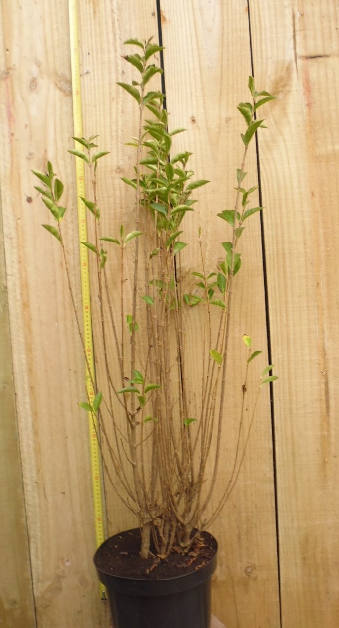 Haaggoed Ligustrum Ovalifolium 50 tot 70 cm - Warentuin Natuurlijk