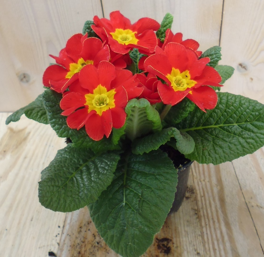 5 stuks! Perkplant Plant Primula Rood Geel - Warentuin Natuurlijk