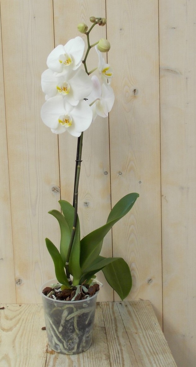 Vlinderorchidee Tak wit 60 cm Warentuin Natuurlijk