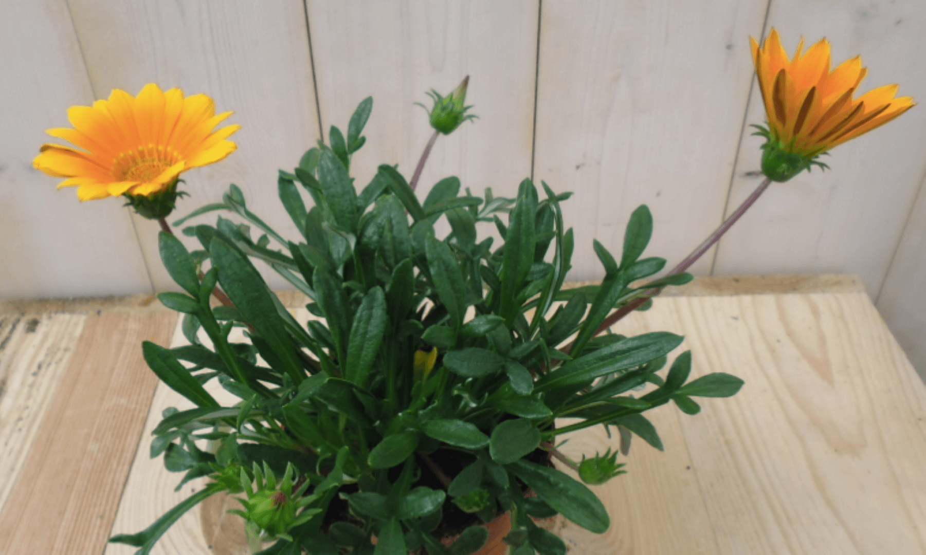 3 stuks! Gazania geel