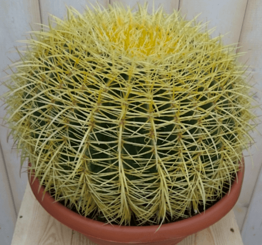Kamerplant Cactus schoonmoedersstoel groot 20cm dia.