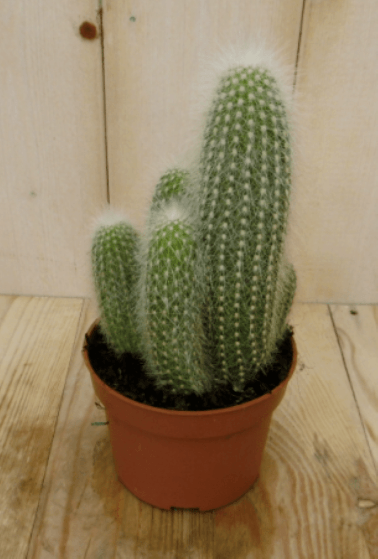 Kamerplant Stekel Cactus