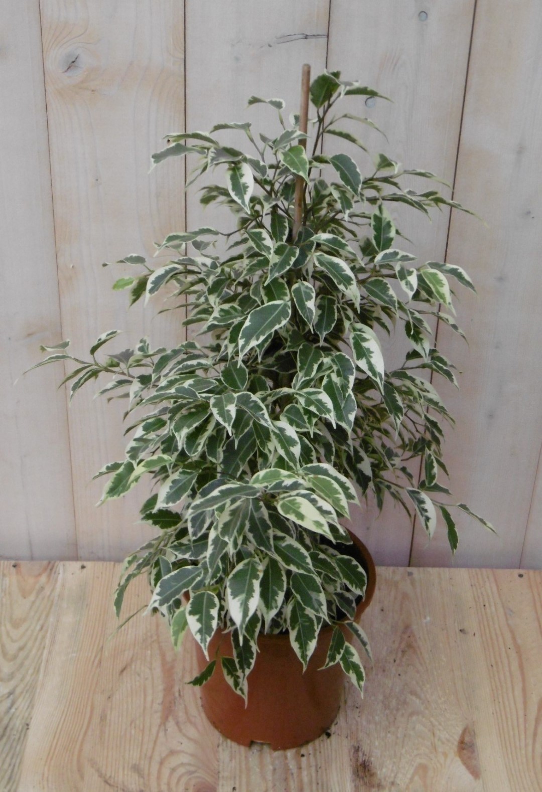 Kamerplant Ficus witbont 60 cm