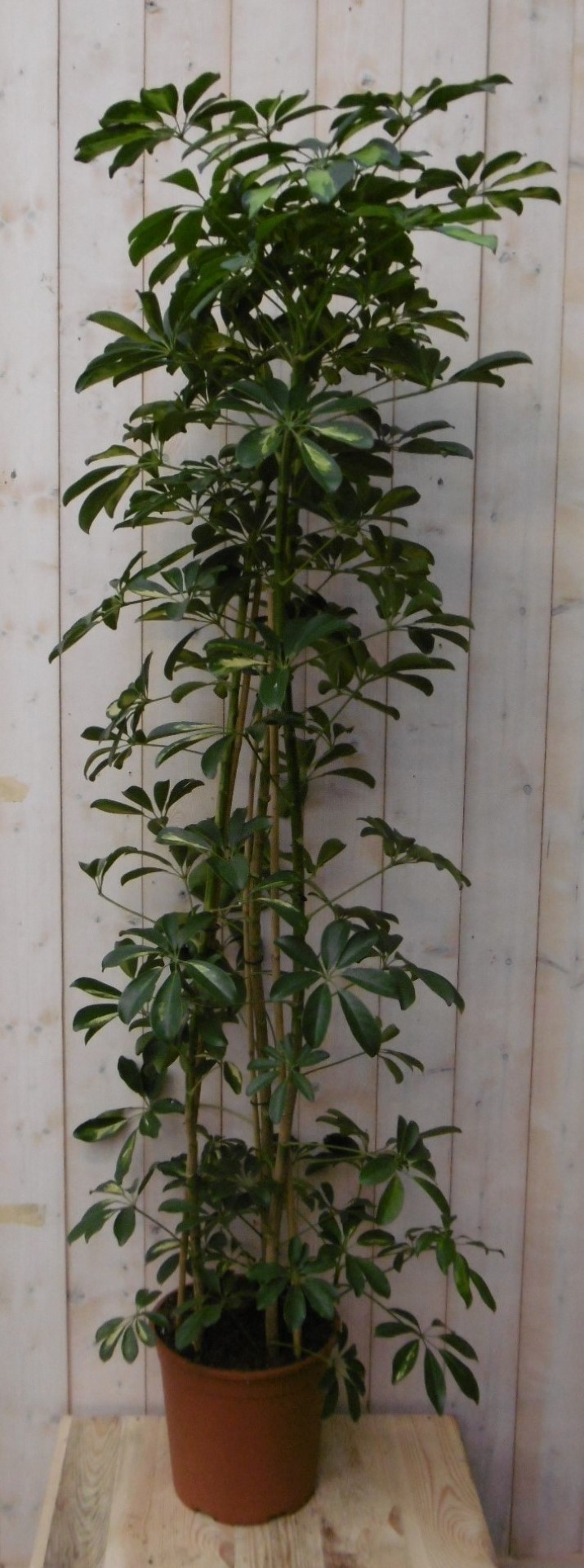 Kamerplant Schefflera Vingersboom geelbont 120 cm