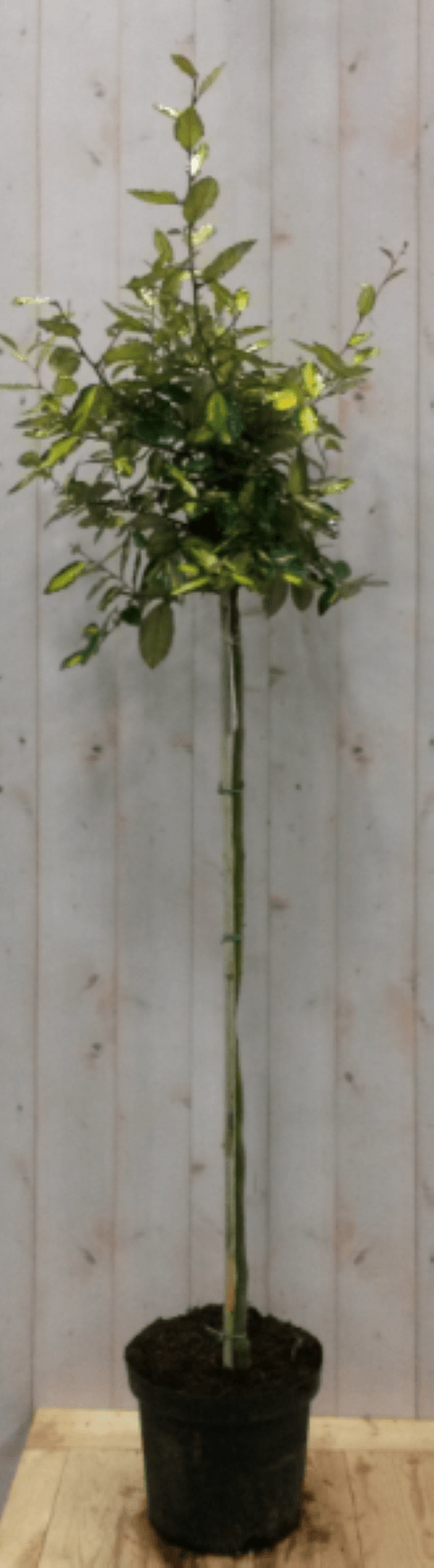 Elaeagnus Olijfwilg geelbont blad op stam 80 cm dia 40 cm