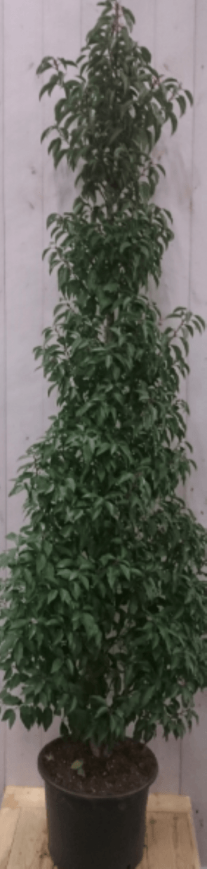 Prunus Angustifolia 130 cm