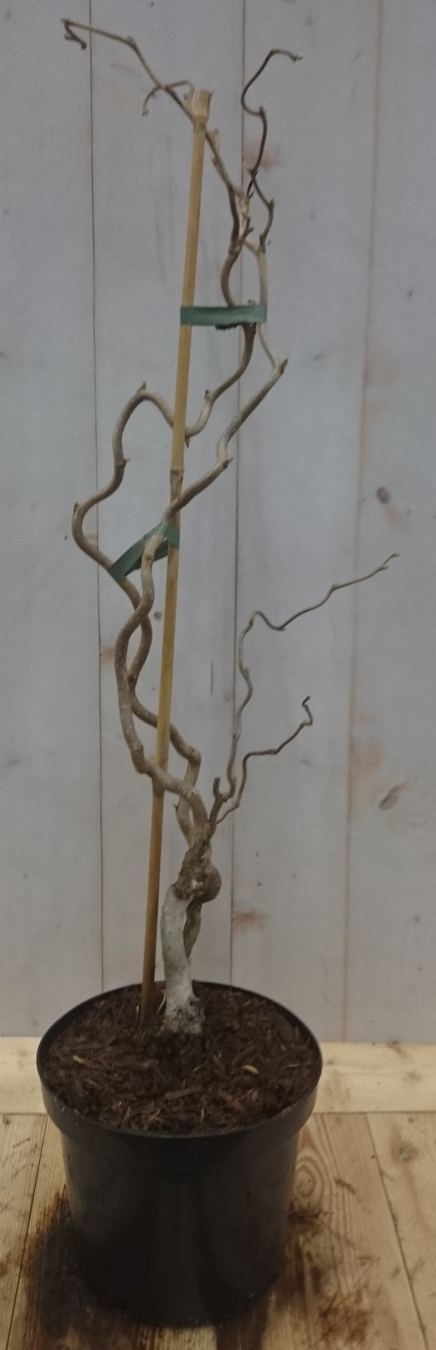 Kronkelhazelaar Corylus 50 cm
