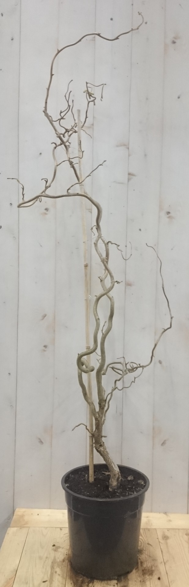 Kronkelhazelaar Corylus 80 cm