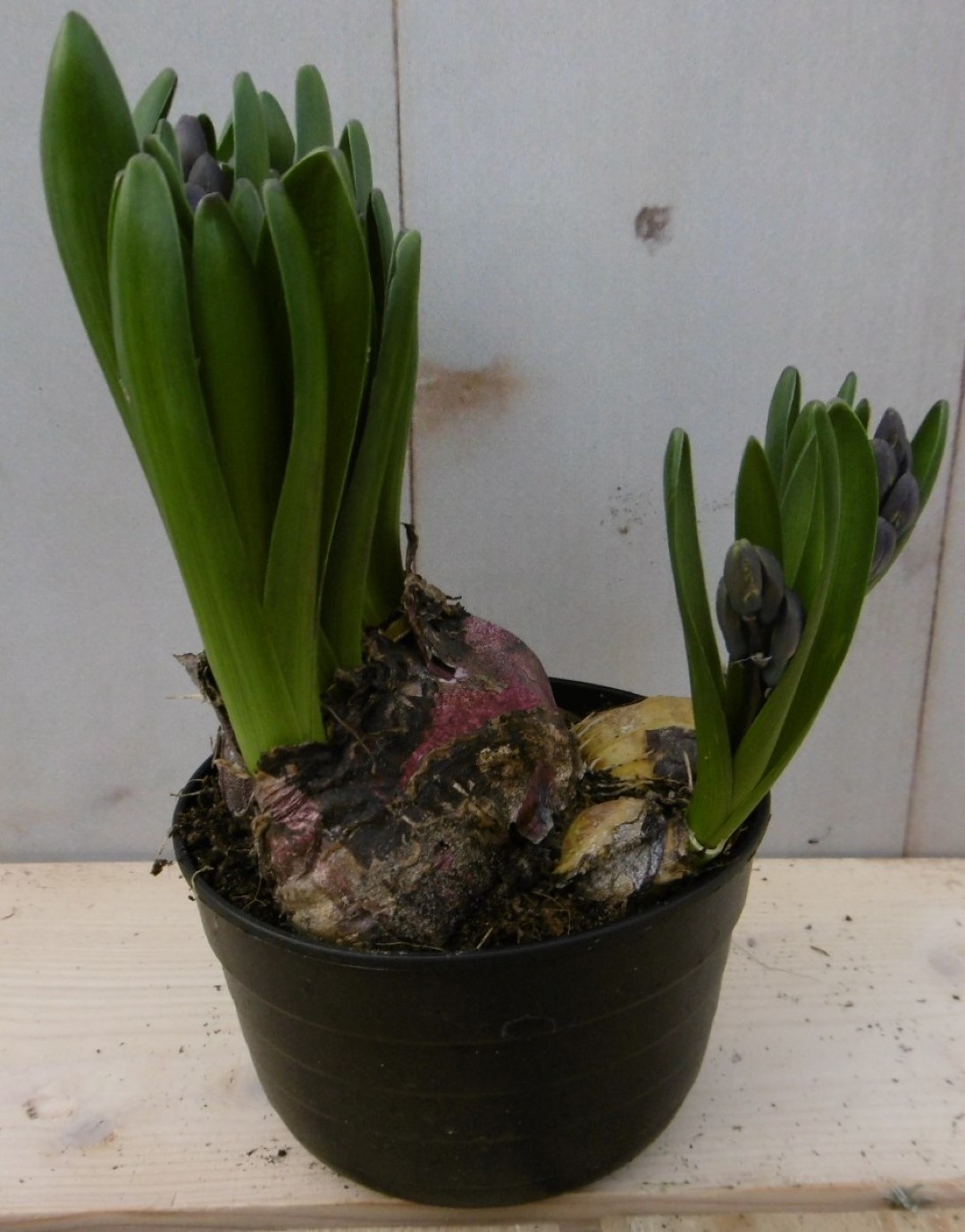 3 stuks! Hyacint multiflora roze