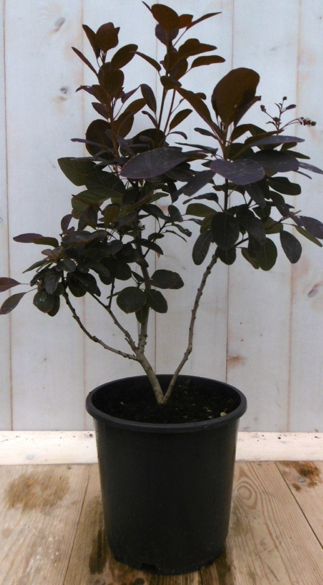 Cotinus Pruikenboom rood 40 cm