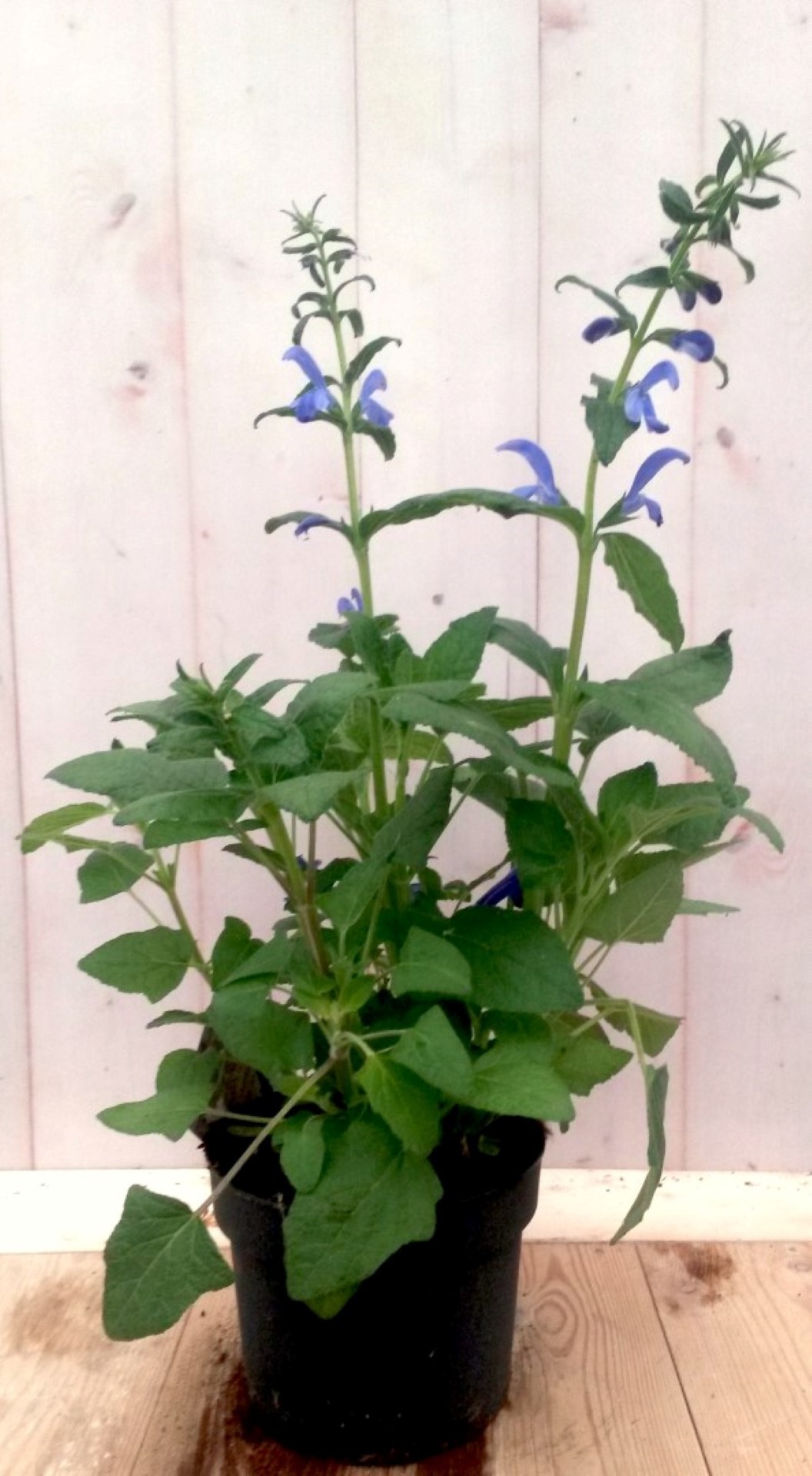 Salvia blauw