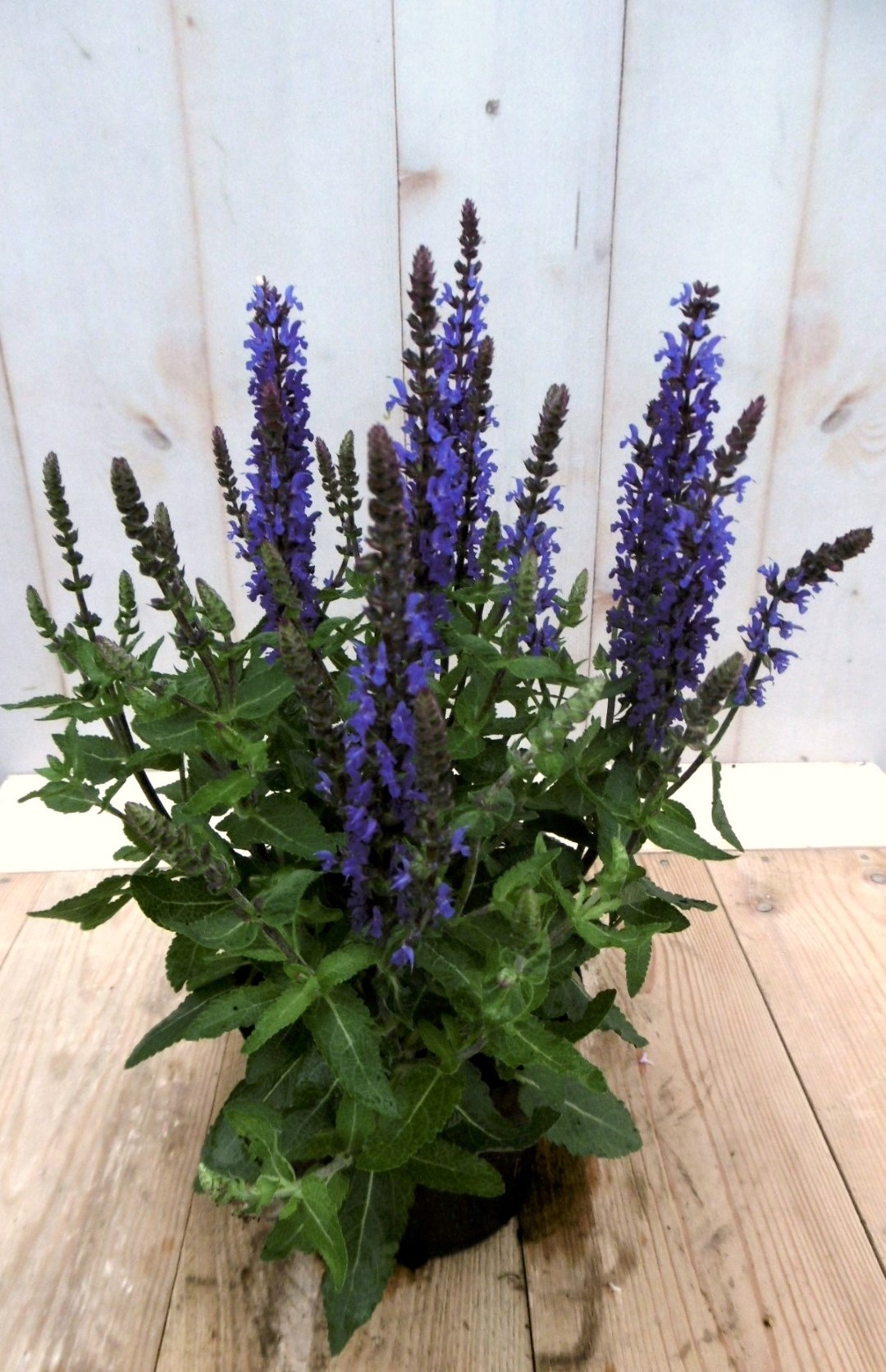 Salvia blauw