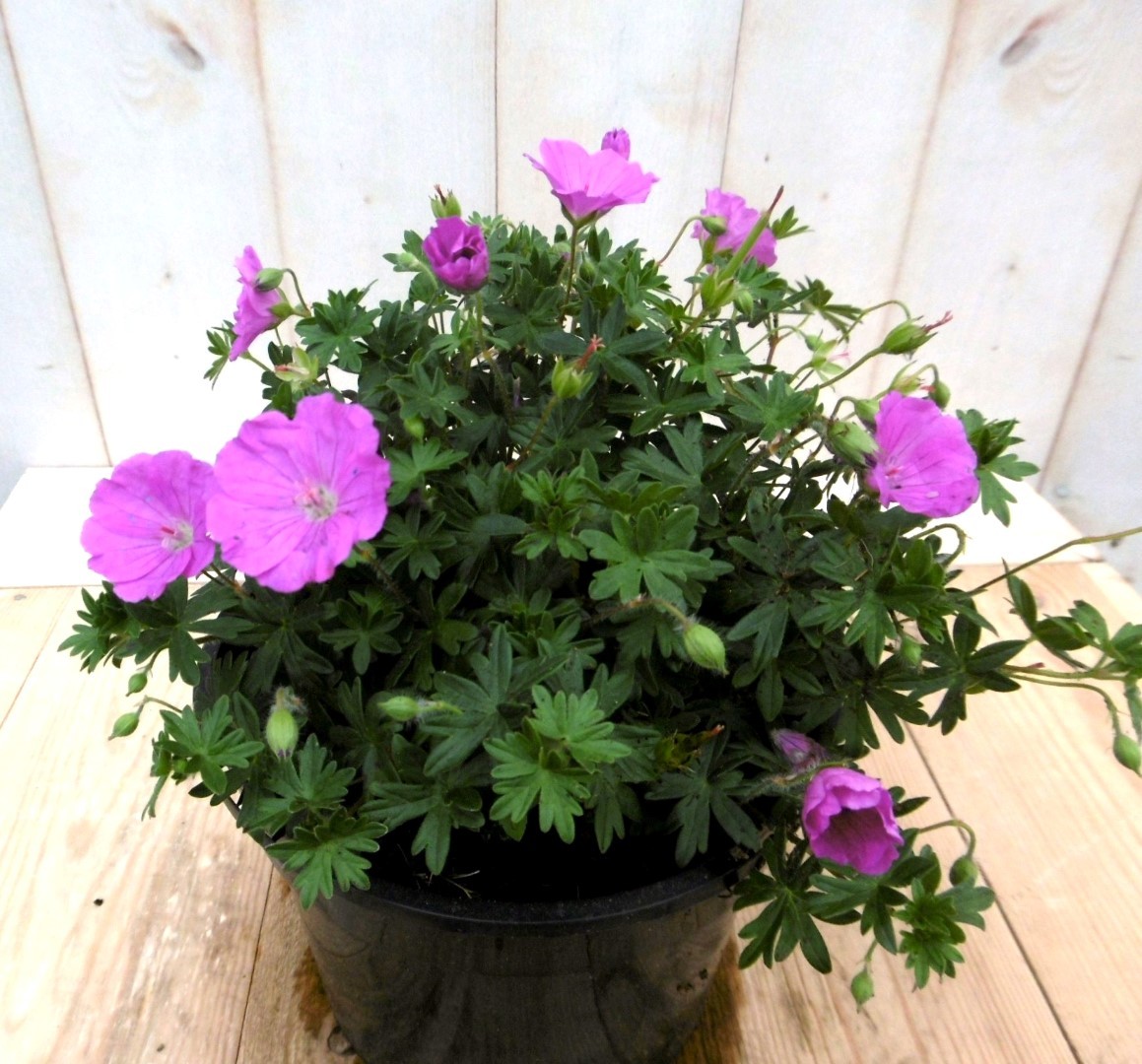 Geranium roze