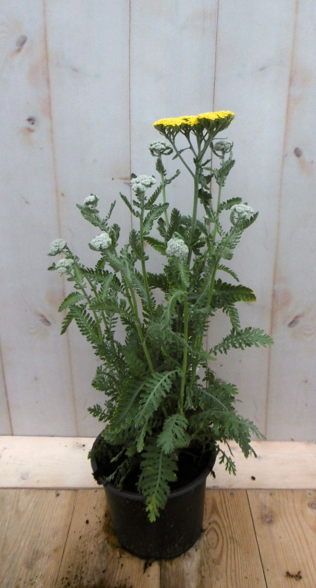 Achillea duizendblad geel