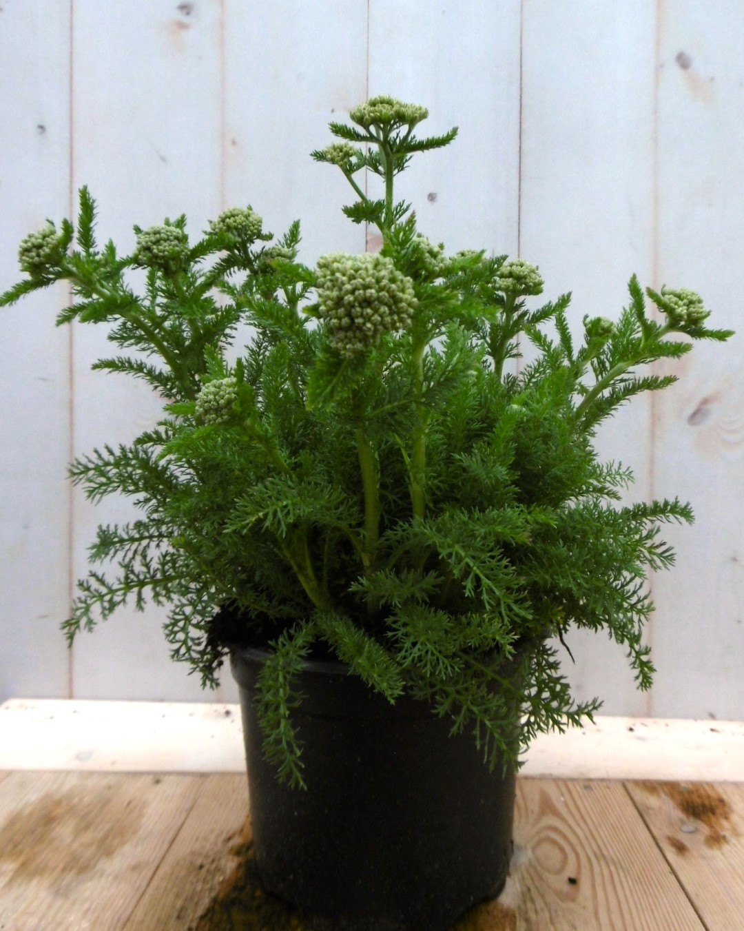 Achillea duizendblad roze