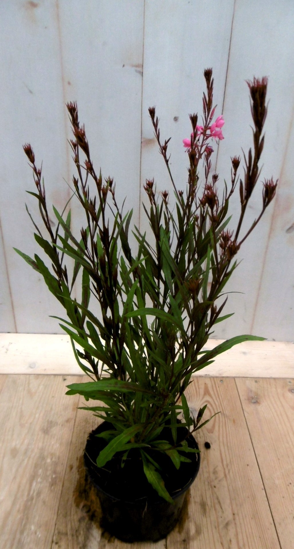 Gaura Prachtkaars roze