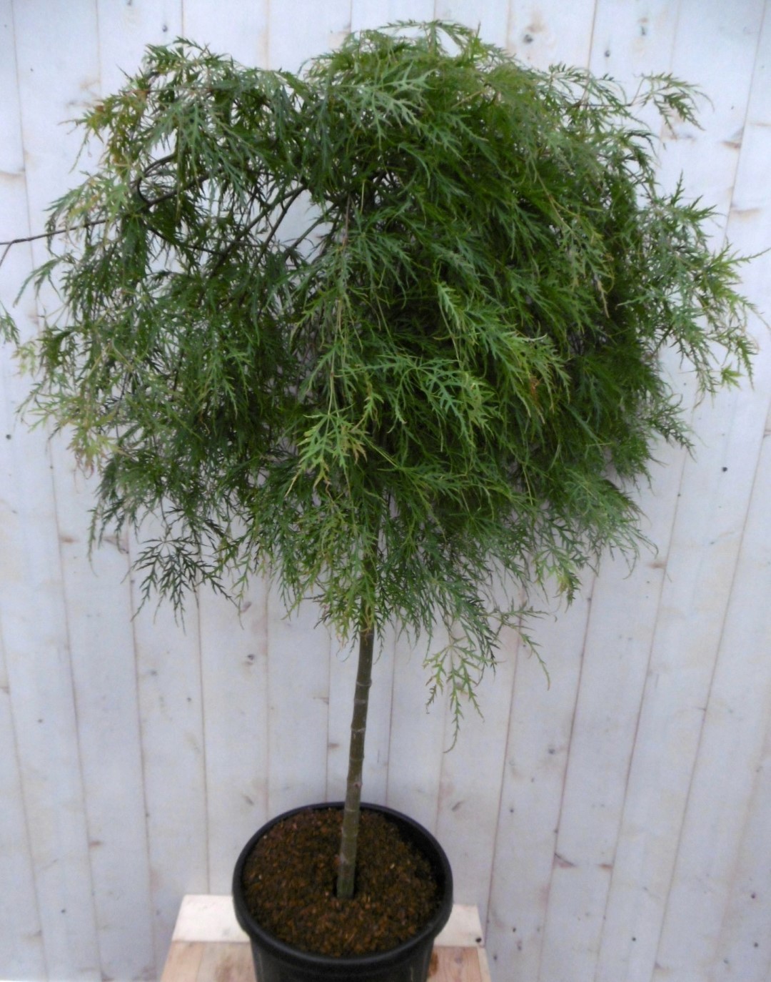 Japanse esdoorn groen blad stamhoogte 80 cm