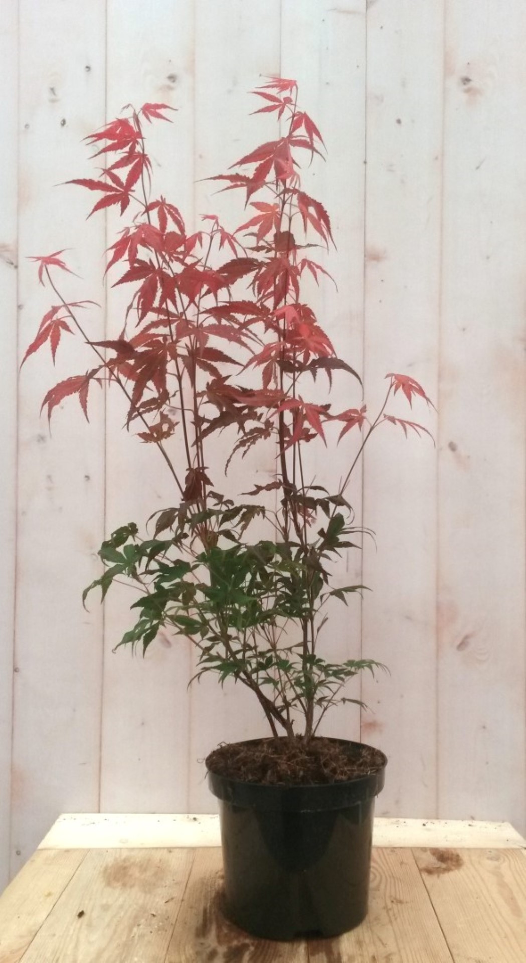 Japanse esdoorn rood groot blad 90 cm struikje