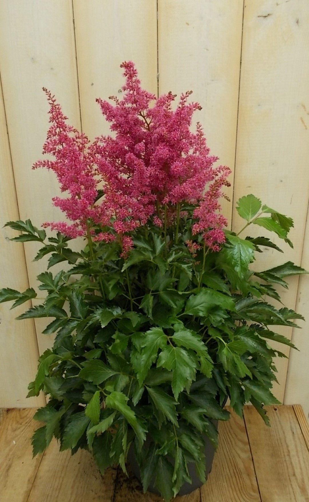 Astilbe rood