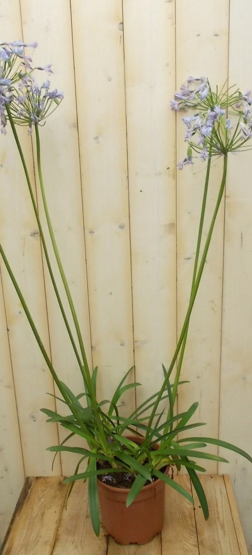 Agapanthus 70 cm