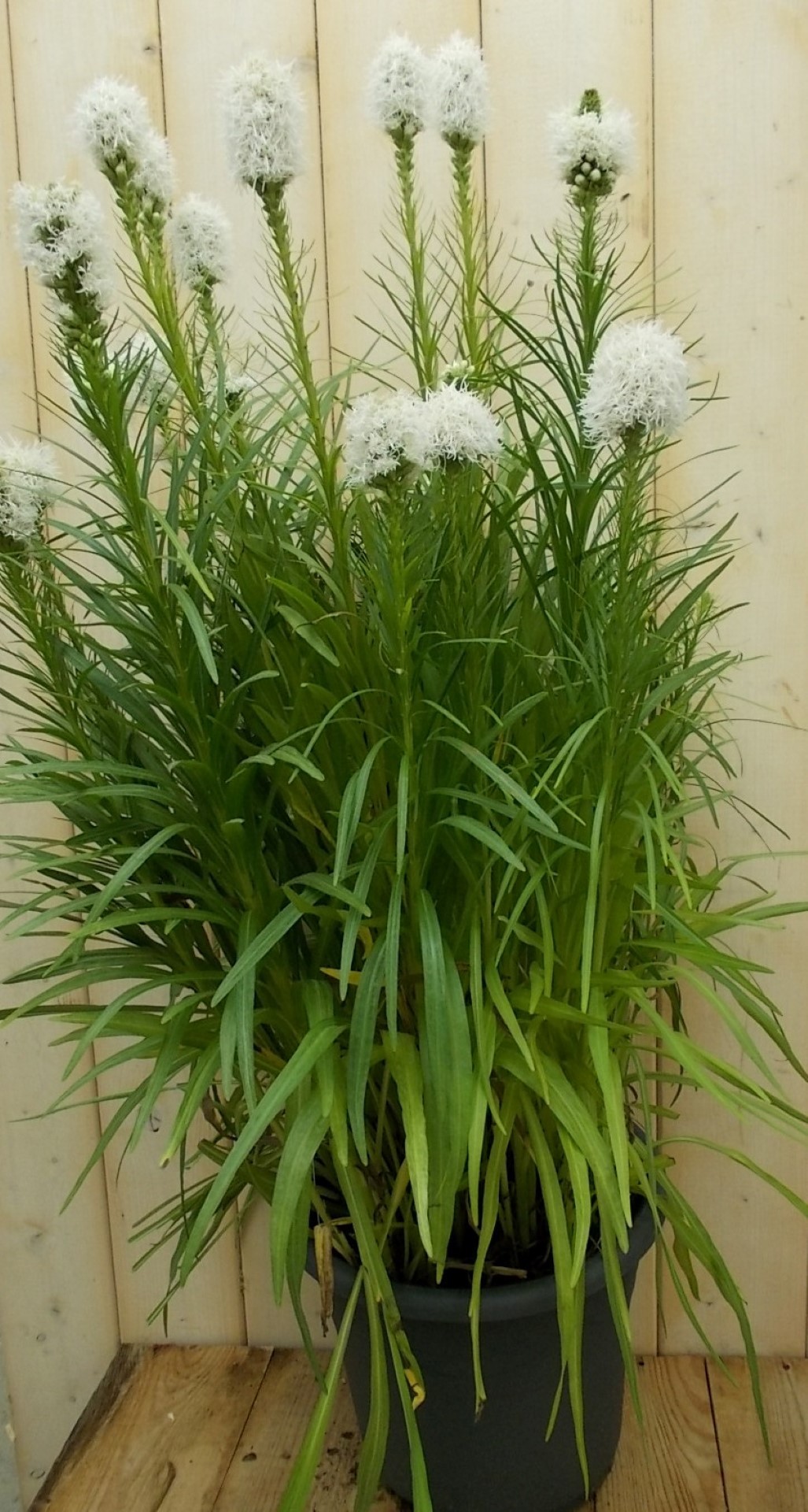 Kattenstaar Liatris roze