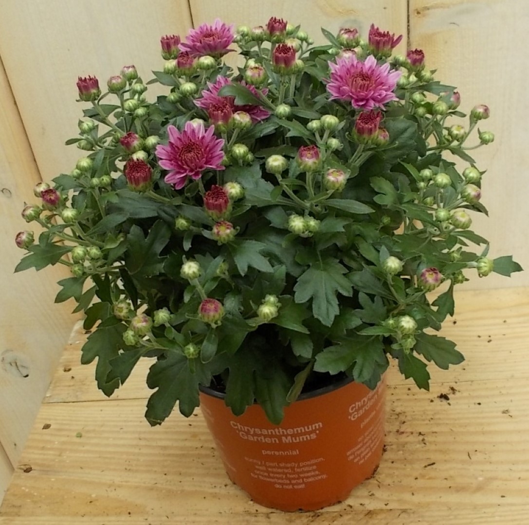 3 stuks! Mini bol chrysant roze Warentuin Natuurlijk