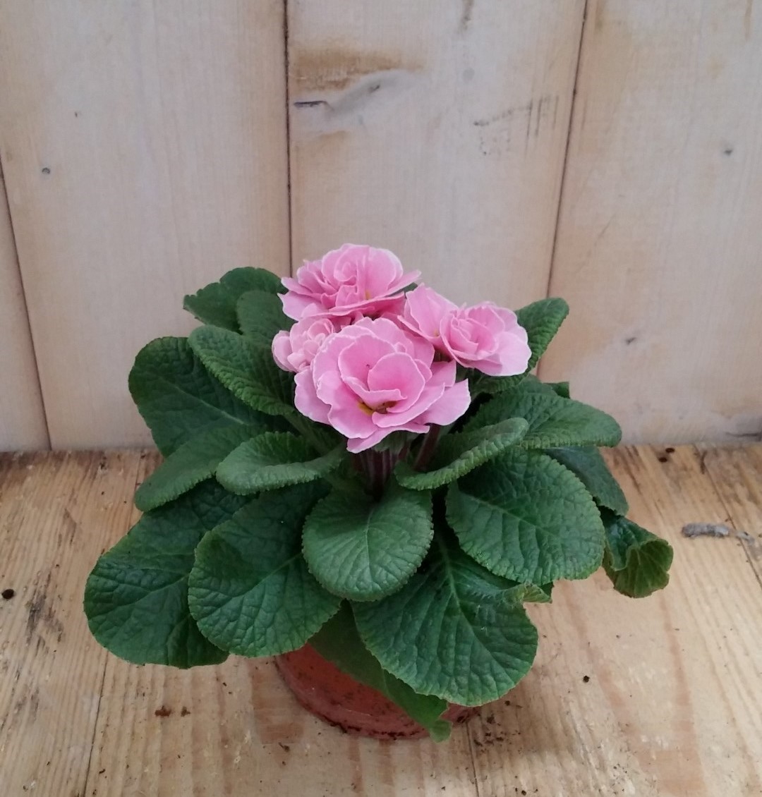 3 stuks! Primula dubbelbloemig roze Waterntuin Natuurlijk