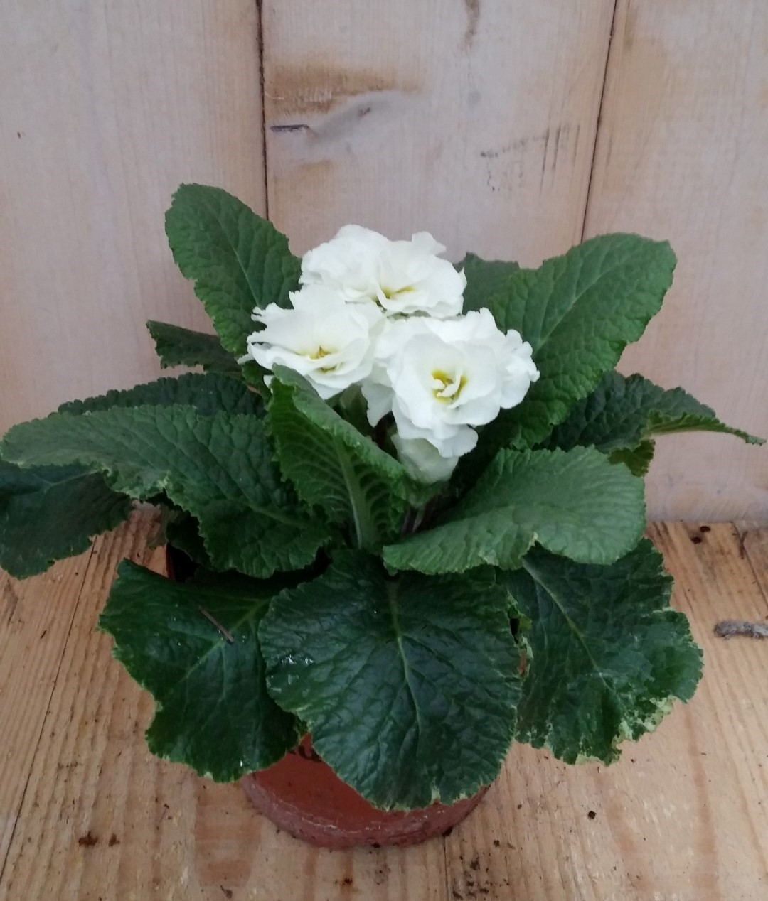 3 stuks! Primula dubbelbloemig wit Waterntuin Natuurlijk