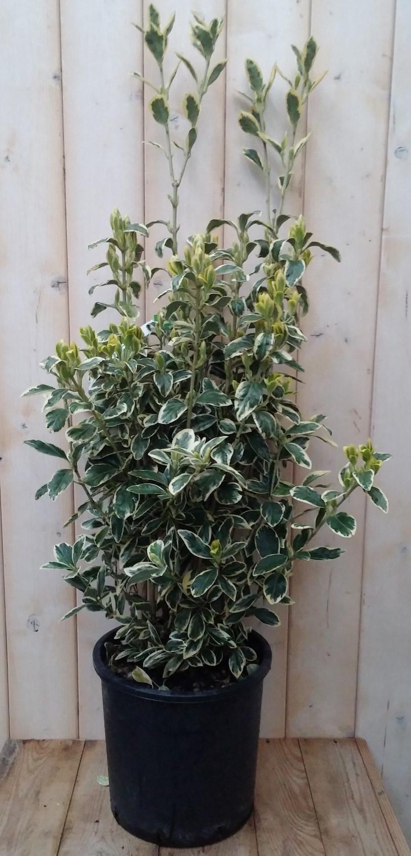 Japanse kardinaalsmuts Euonymus witbont