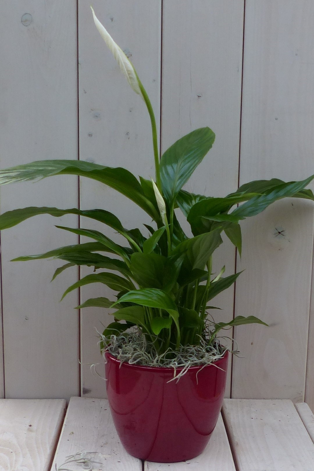 Lepelplant Spathiphyllum rode pot 40 cm