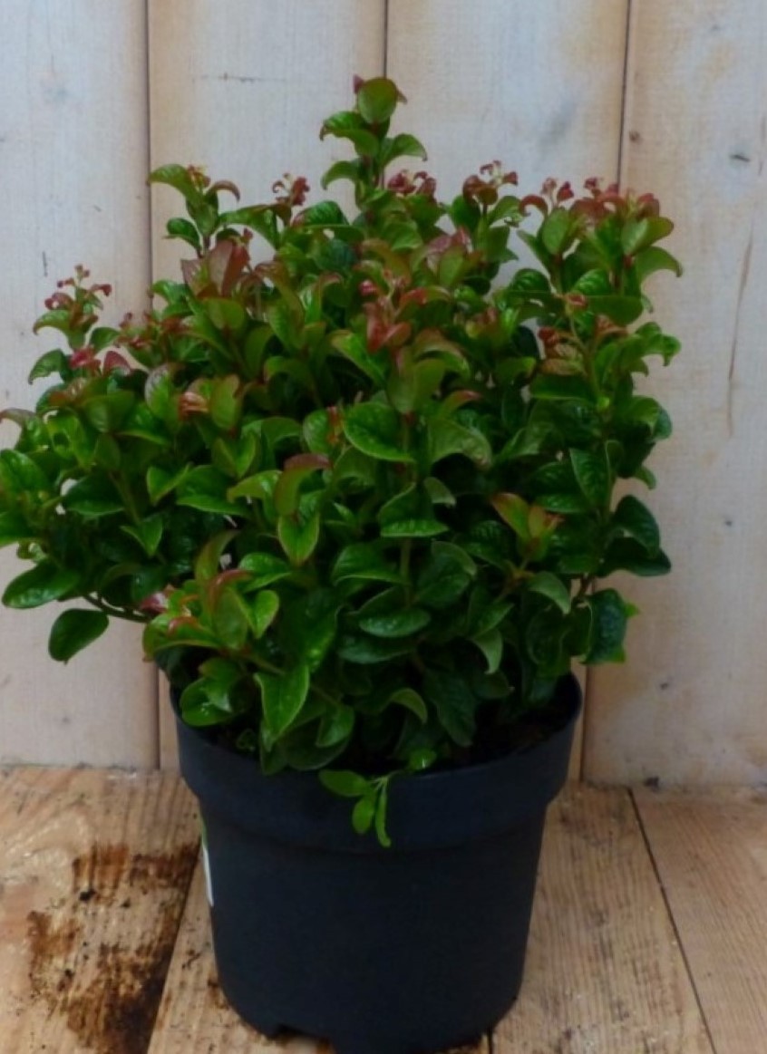 2 stuks! Leucothoe Krullend Blad 30 cm