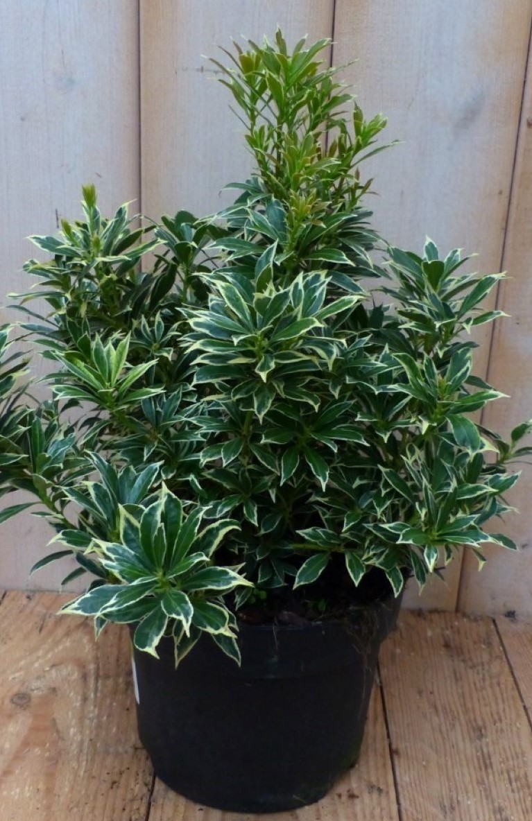 2 stuks! Pieris witbont Groen 30 cm