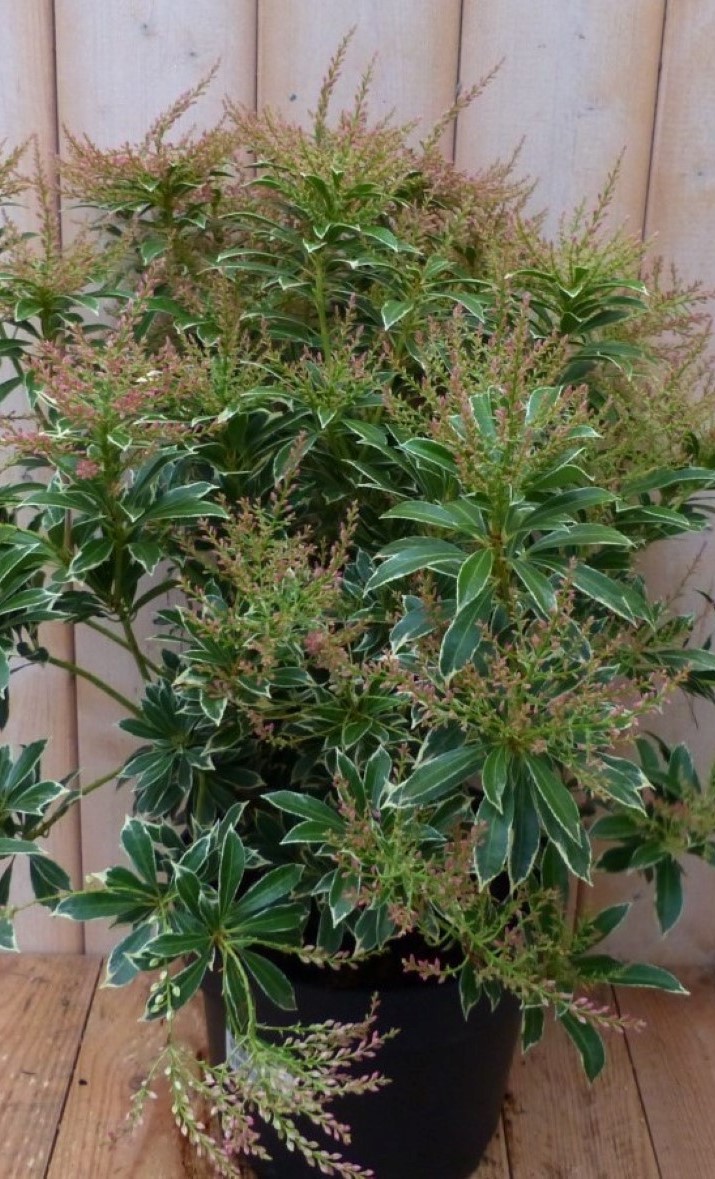 Pieris Witbont Groen 50 cm