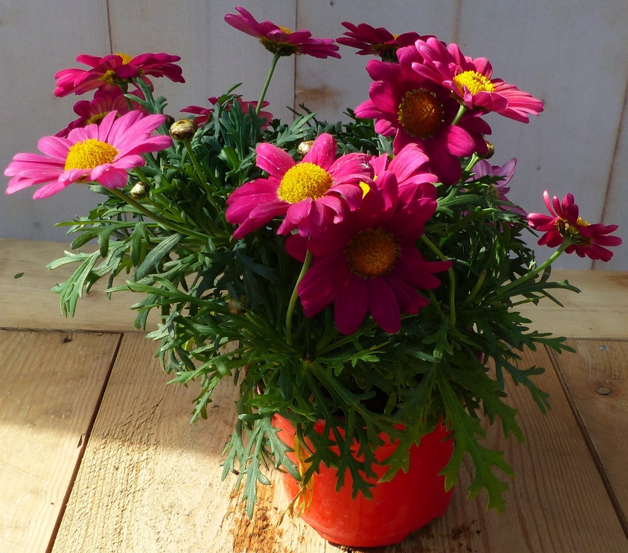 Margriet Rood eenjarige plant