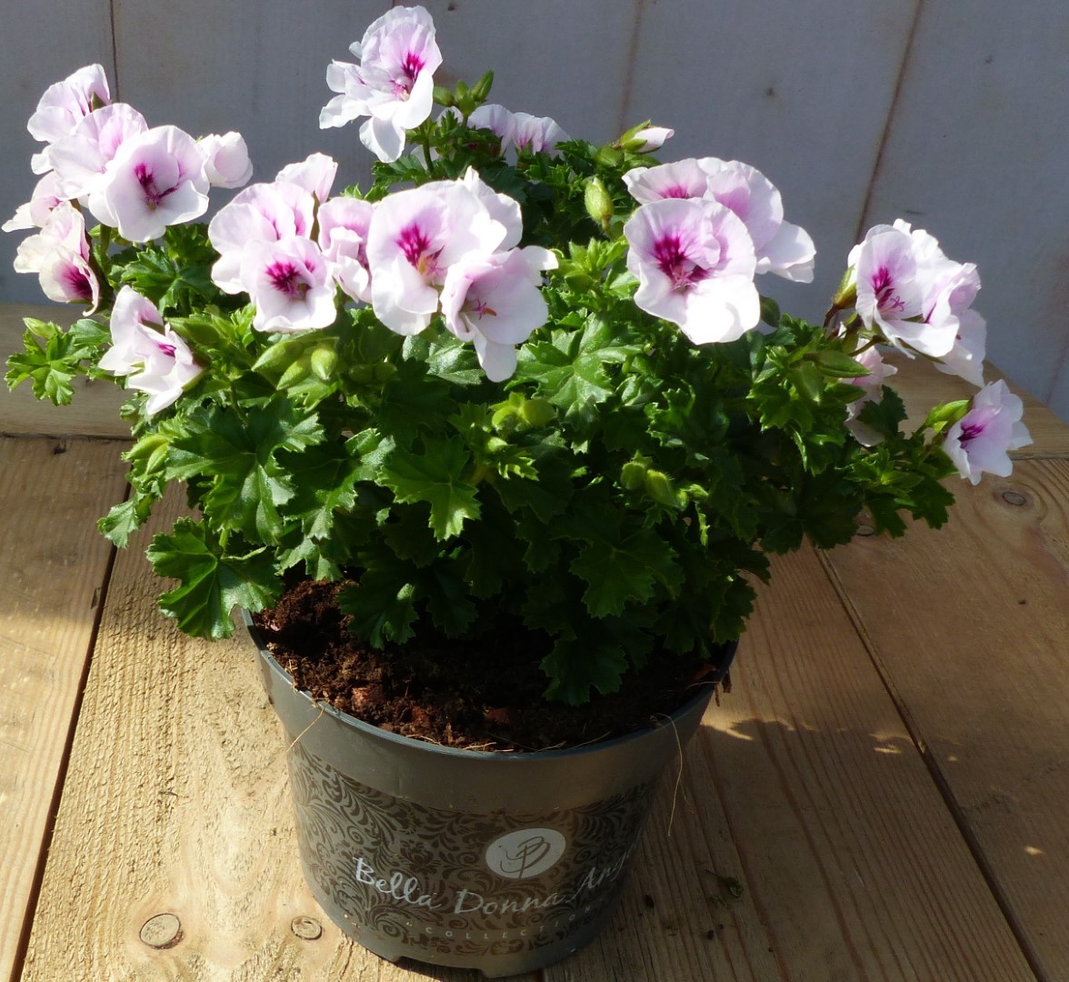 2 stuks! spaanse geranium wit eenjarige plant