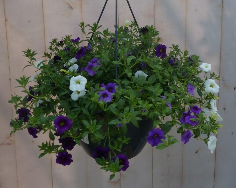 Hangplant Petunia Million Bells diverse kleuren - Warentuin Natuurlijk