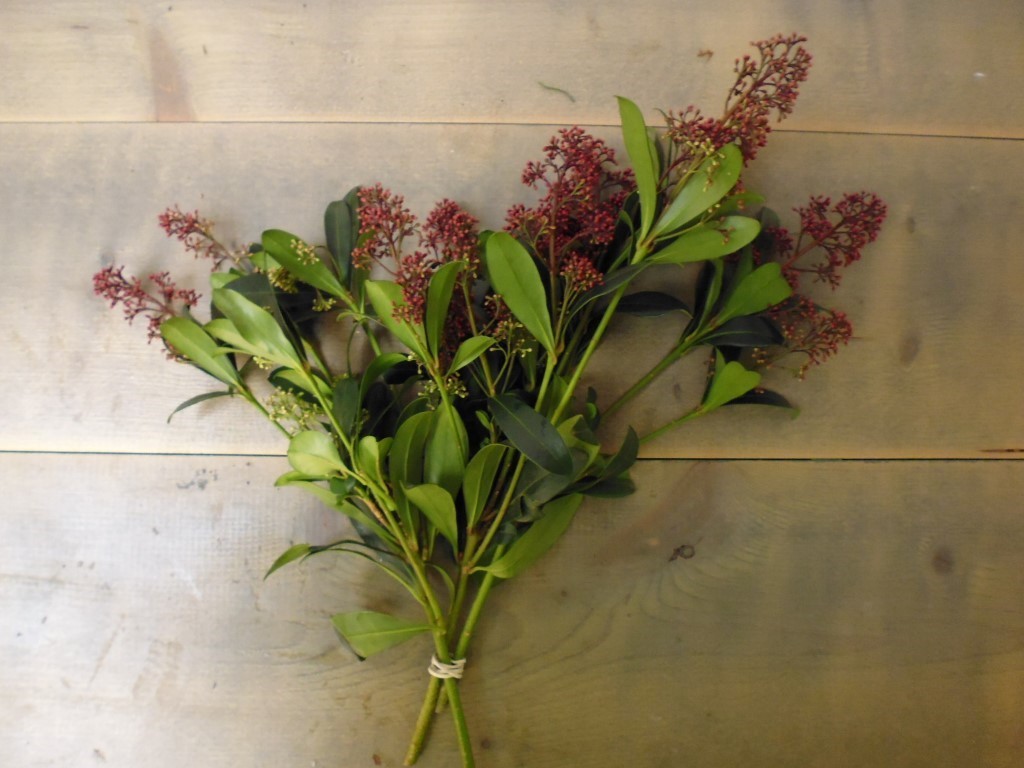 Kerstgroen Skimmia - Warentuin Natuurlijk