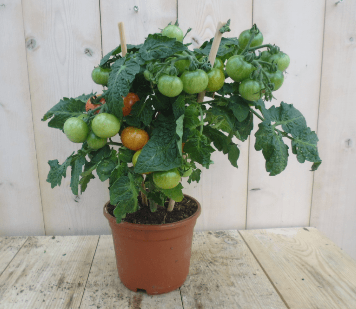 Tomatenplant GROOT