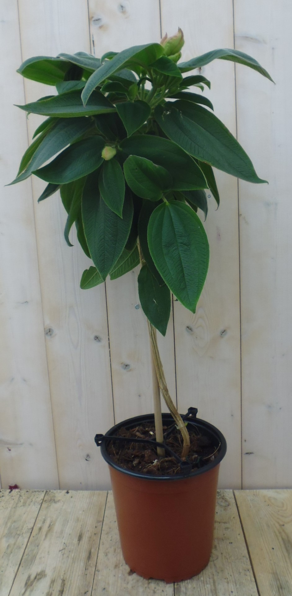 Spinnenbloem Tibouchina Urvilleana 90 cm