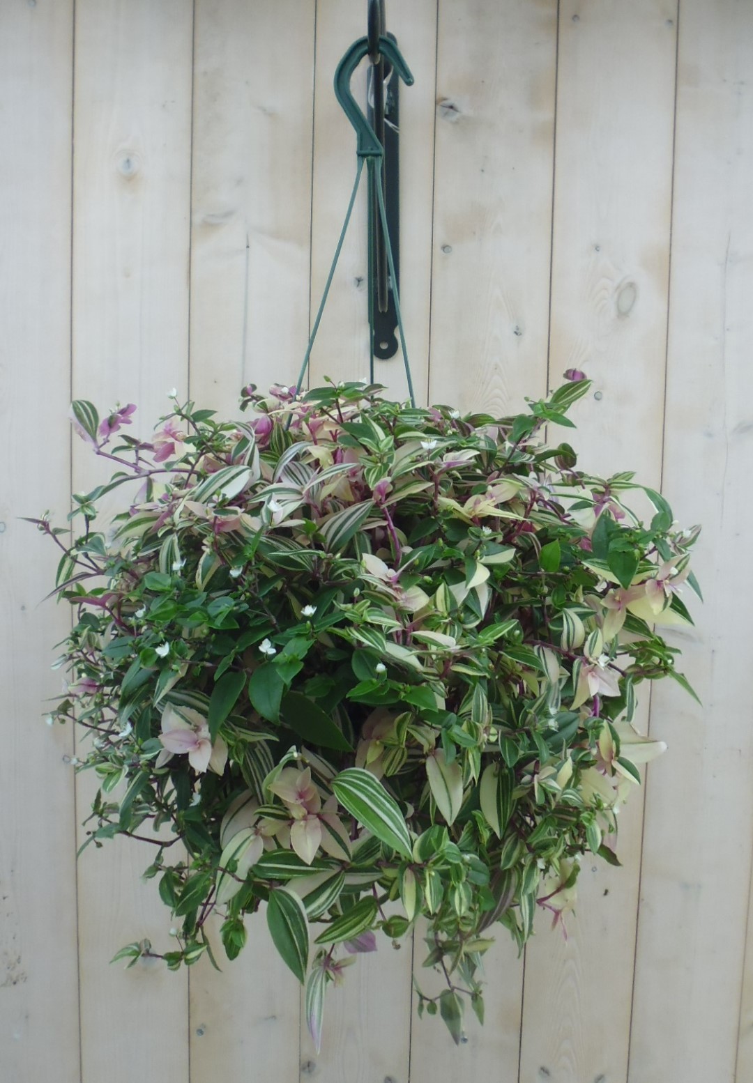 Hangplant Tradescantia roze groen