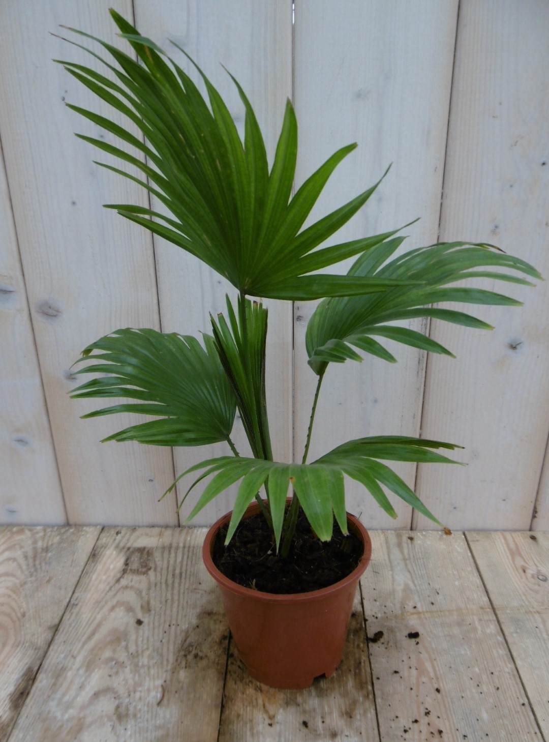 Kamerplant Waaierpalm Livistonia Rotundifolia 30 cm