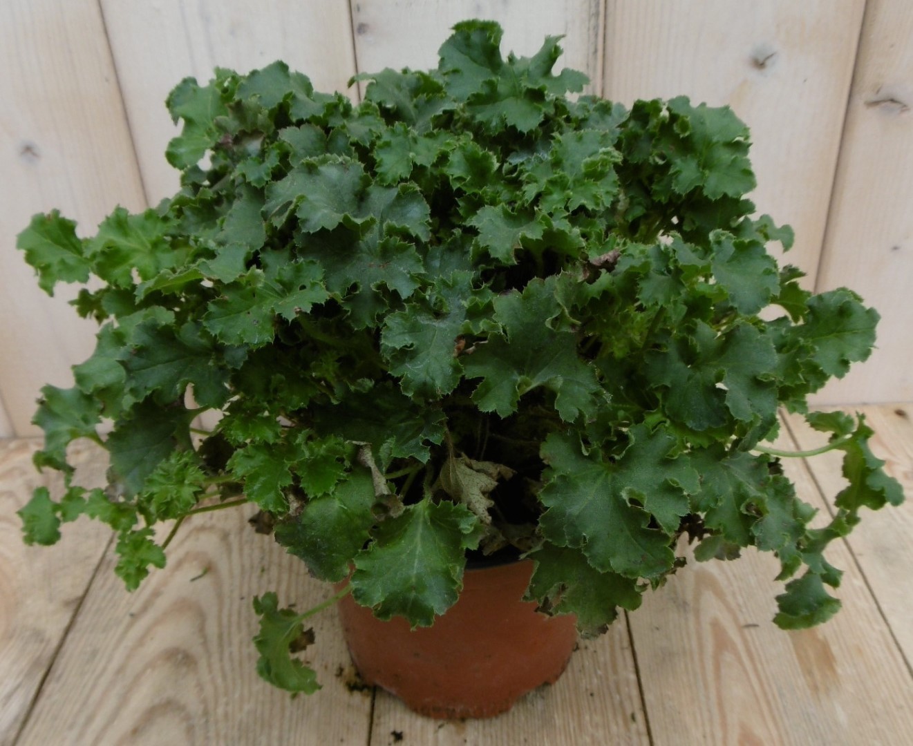 2 stuks! Heuchera Purperklokje donkergroen tot lichtgroen