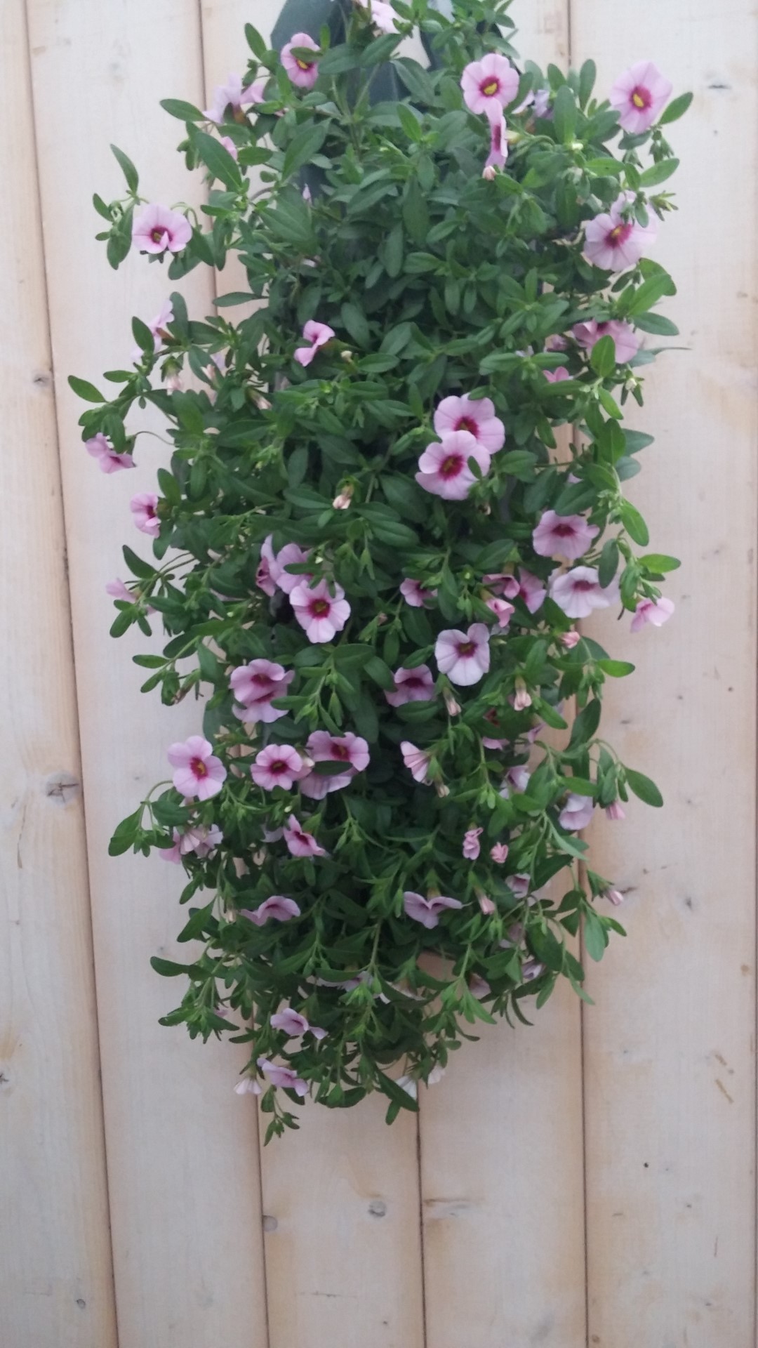 Hangzak Petunia Million Bells Kleur Varieert