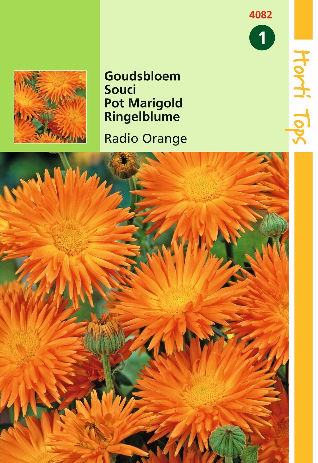 Hortitops Zaden - Calendula Officinalis Cactusbl. Radio Oranje