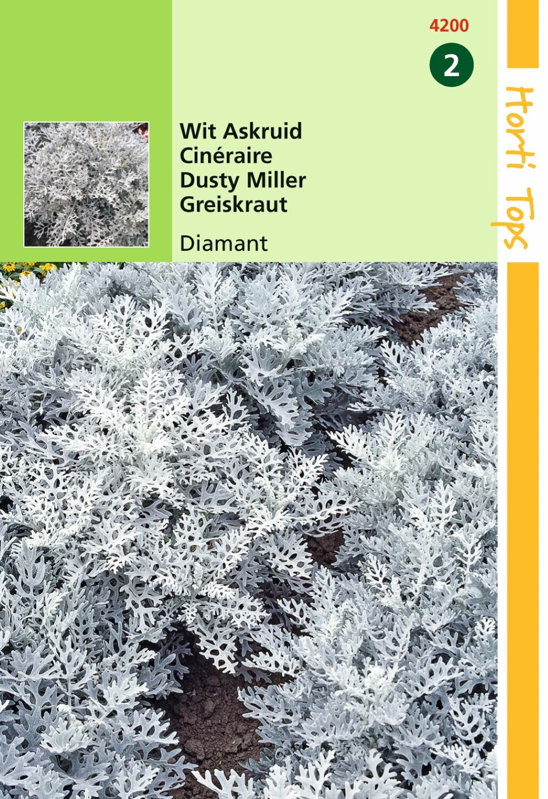 Hortitops Zaden - Cineraria (Senecio) Maritima Diamant