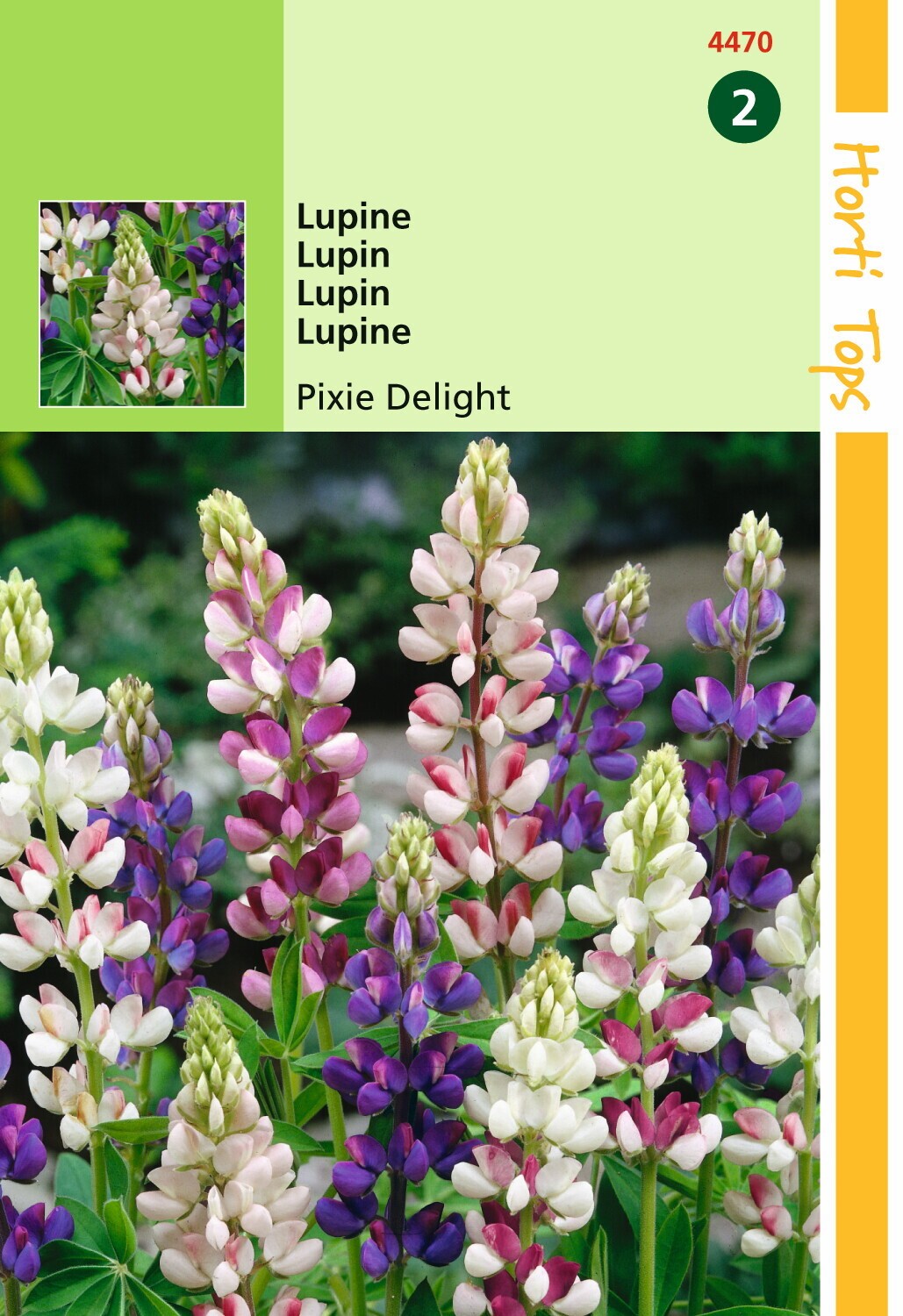 Hortitops Zaden - Lupinus Nanus Pixie Delight Gemengd