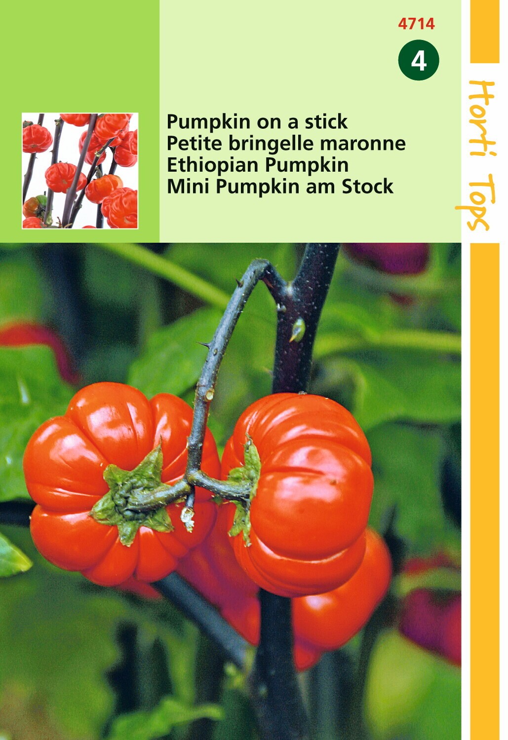 Solanum Bloemzaad - Pumpkin On A Stick