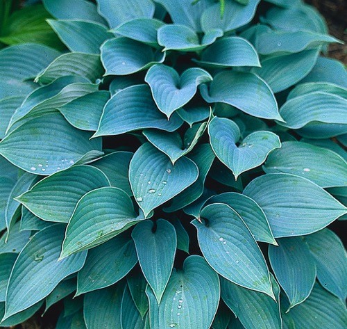 Hartlelie (Hosta tardiana) 'Halcyon' | 1 stuk | Schaduwplant | tuinplant schaduw | 11x11 cm Kwekerspot | winterhard | Roze